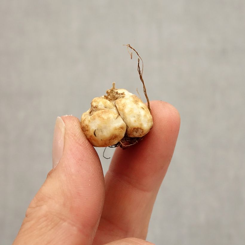 Example of Fritillaria davisii - Schachblume Zwiebel size 5+ as you get in automne