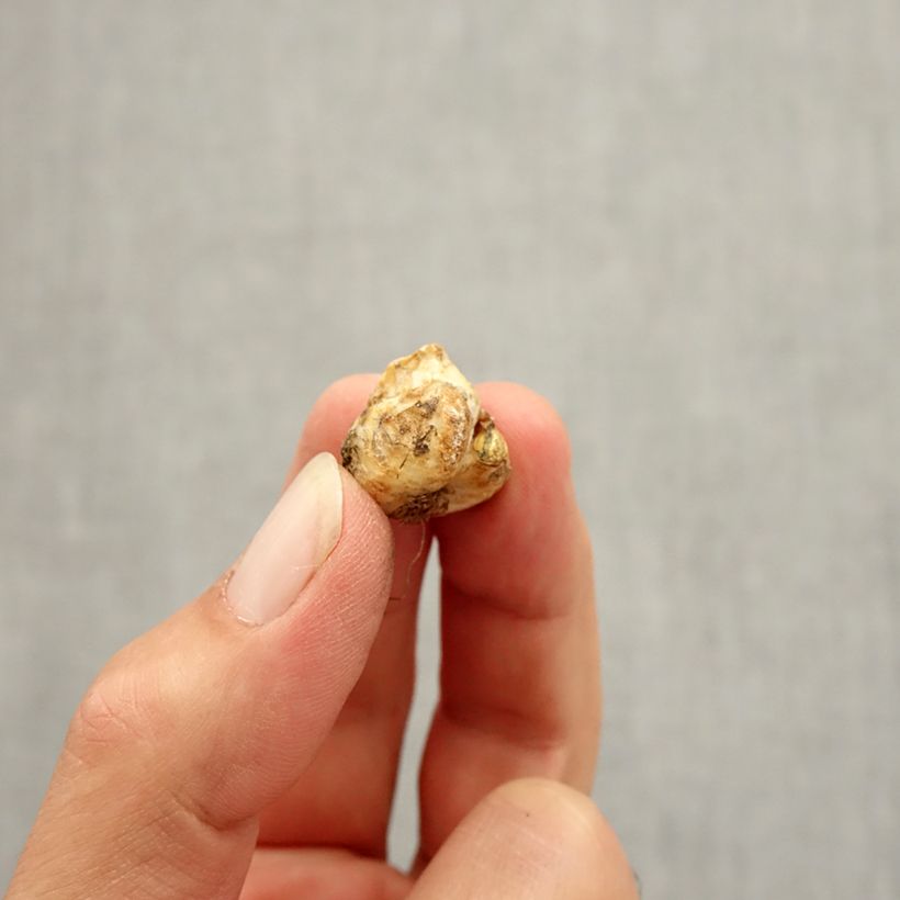 Example of Fritillaria liliacea Zwiebel size I as you get in automne