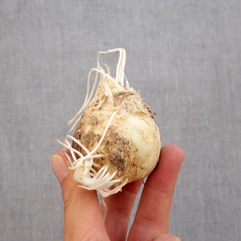 Exemplar von Persische Kaiserkrone - Fritillaria persica Zwiebel Kaliber/Größe 20+ wie im Herbst geliefert