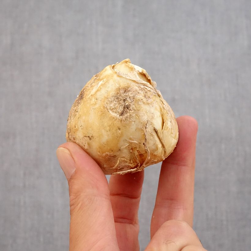 Exemplar von Persische Kaiserkrone Purple Dynamite - Fritillaria persica Zwiebel Kaliber/Größe 20+ wie im Herbst geliefert