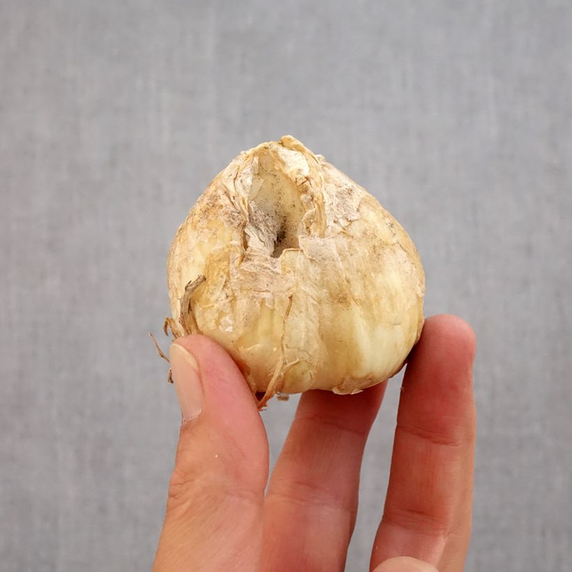 Exemplar von Persische Kaiserkrone Twintowers Tribute - Fritillaria persica Zwiebel Kaliber/Größe 20+ wie im Herbst geliefert