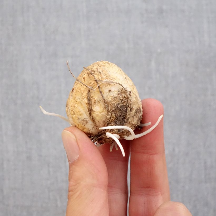 Exemplar von Fritillaria raddeana - Zwerg-Kaiserkrone Zwiebel Kaliber/Größe 14+ wie im Herbst geliefert