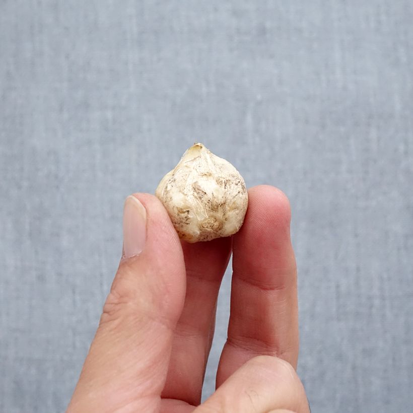 Exemplar von Fritillaria stenanthera Zwiebel Kaliber/Größe I wie im Herbst geliefert