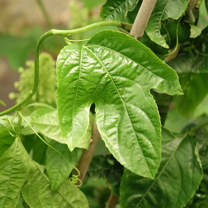 Maracuja - Passiflora edulis (Foliage)