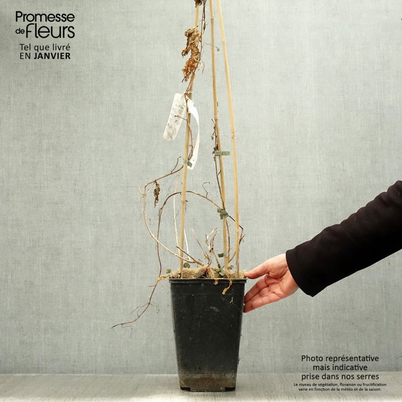 Exemplar von Maracuja - Passiflora edulis Topf mit 3L/4L wie im Winter geliefert