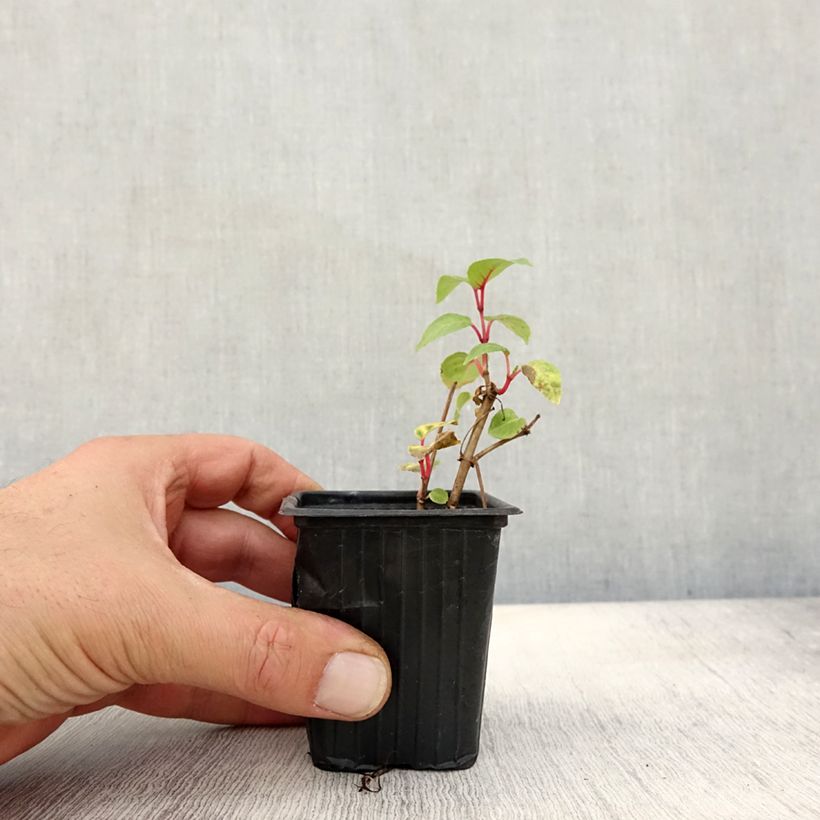 Example of Fuchsia Annabel Kleine Töpfe von 8/9 cm as you get in automne