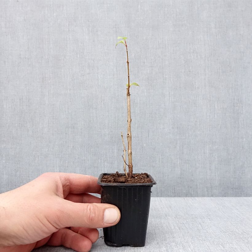 Exemplar von Fuchsia Annabel Kleine Töpfe von 8/9 cm wie im Winter geliefert