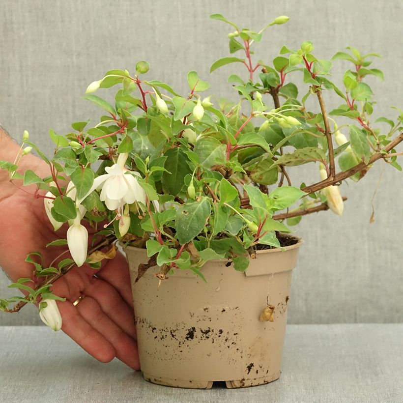 Exemplar von Fuchsia Annabel Topf 12 cm / 13 cm wie im Sommer geliefert