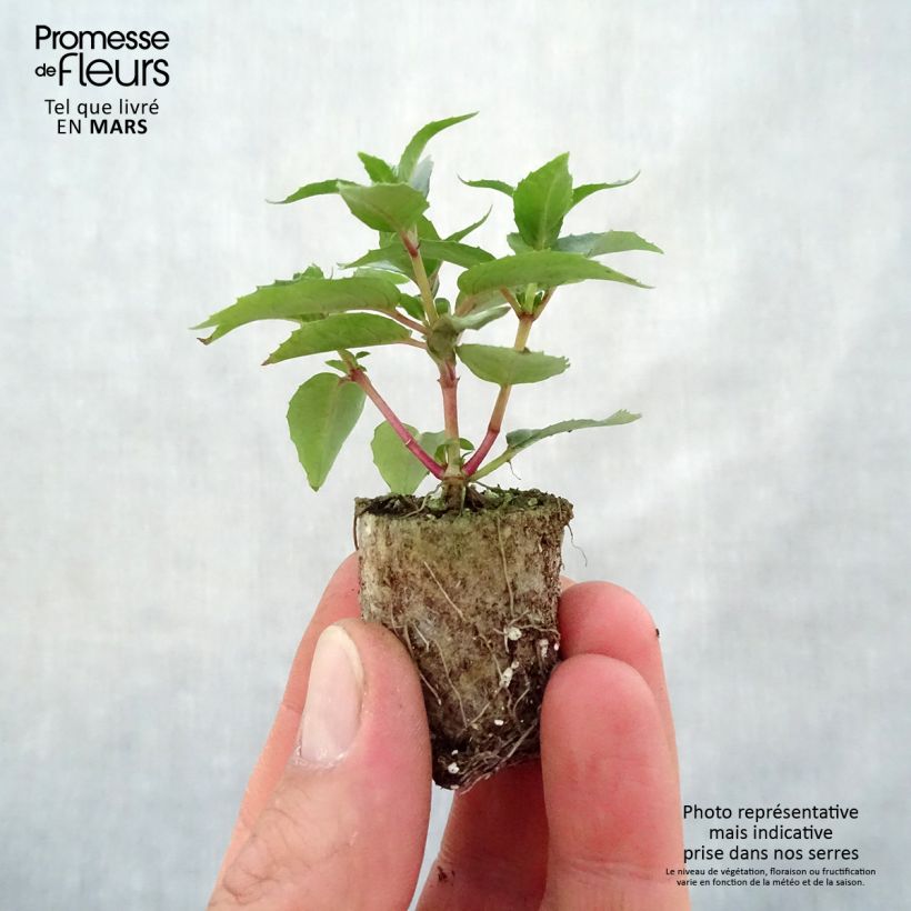 Example of Fuchsia Bella Faya Mini-Plug Ø 3/4 cm as you get in printemps