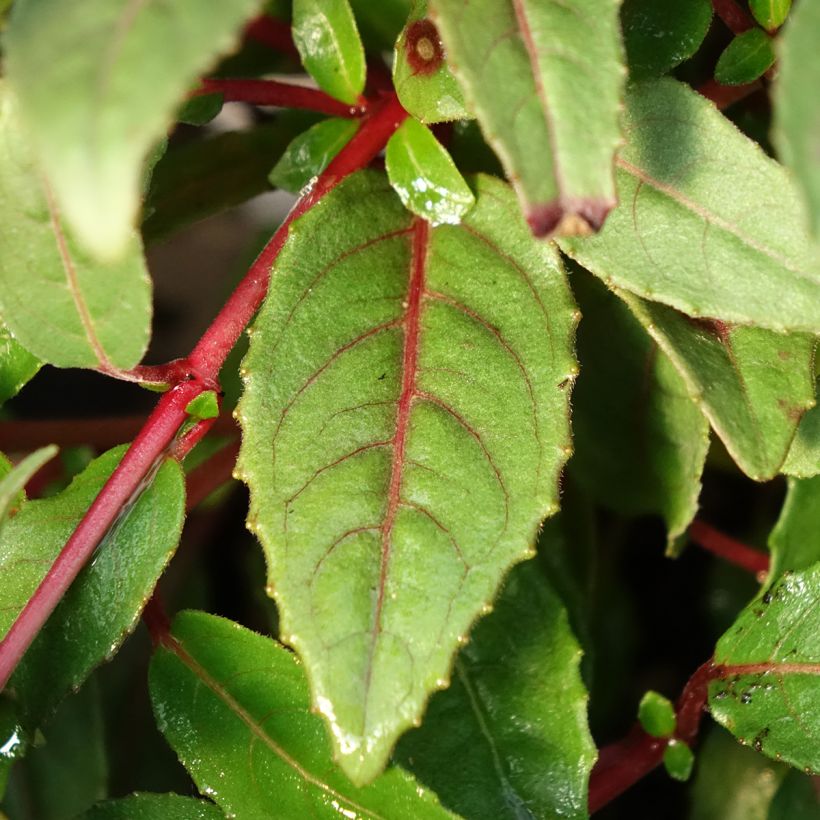 Fuchsia Bella Sacha (Laub)