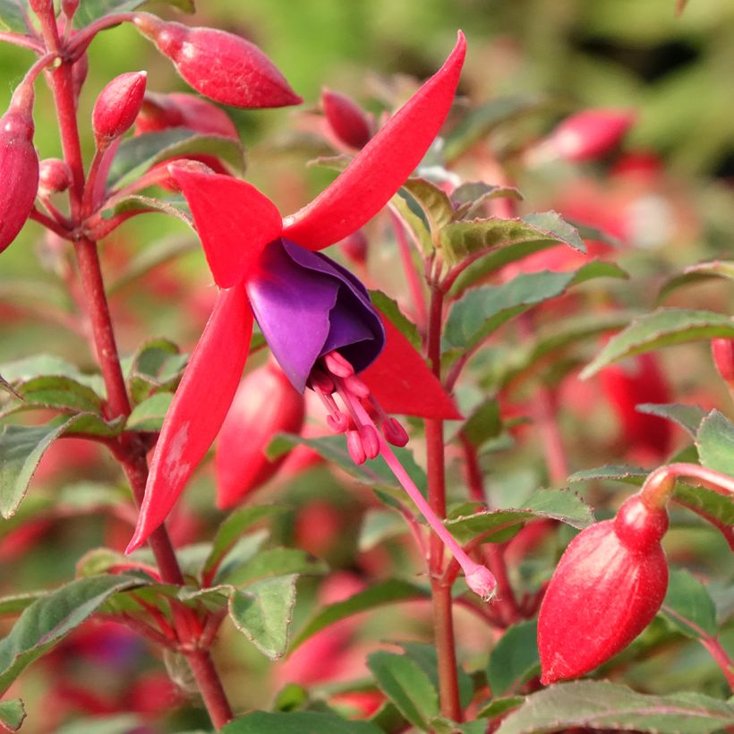 Fuchsia Bella Sacha (Blüte)