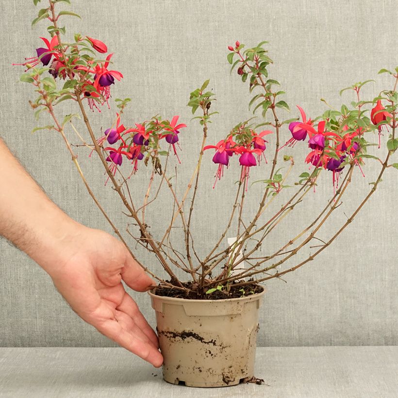 Exemplar von Fuchsia Bella Sacha Topf 12 cm / 13 cm wie im Sommer geliefert