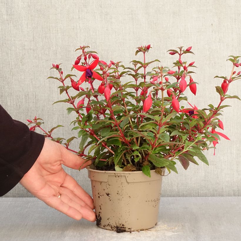 Exemplar von Fuchsia Bella Sacha Topf 12 cm / 13 cm wie im Frühjahr geliefert