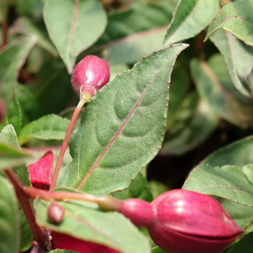 Fuchsia Bella Soila (Laub)