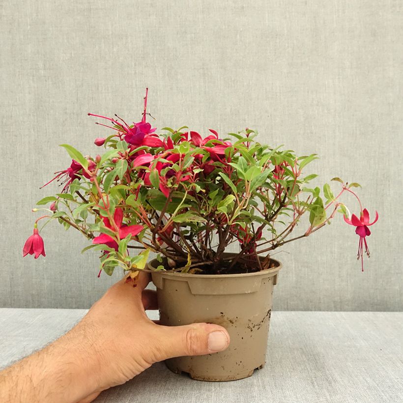 Exemplar von Fuchsia Bella Soila Pot de 12 cm / 13 cm wie im Sommer geliefert