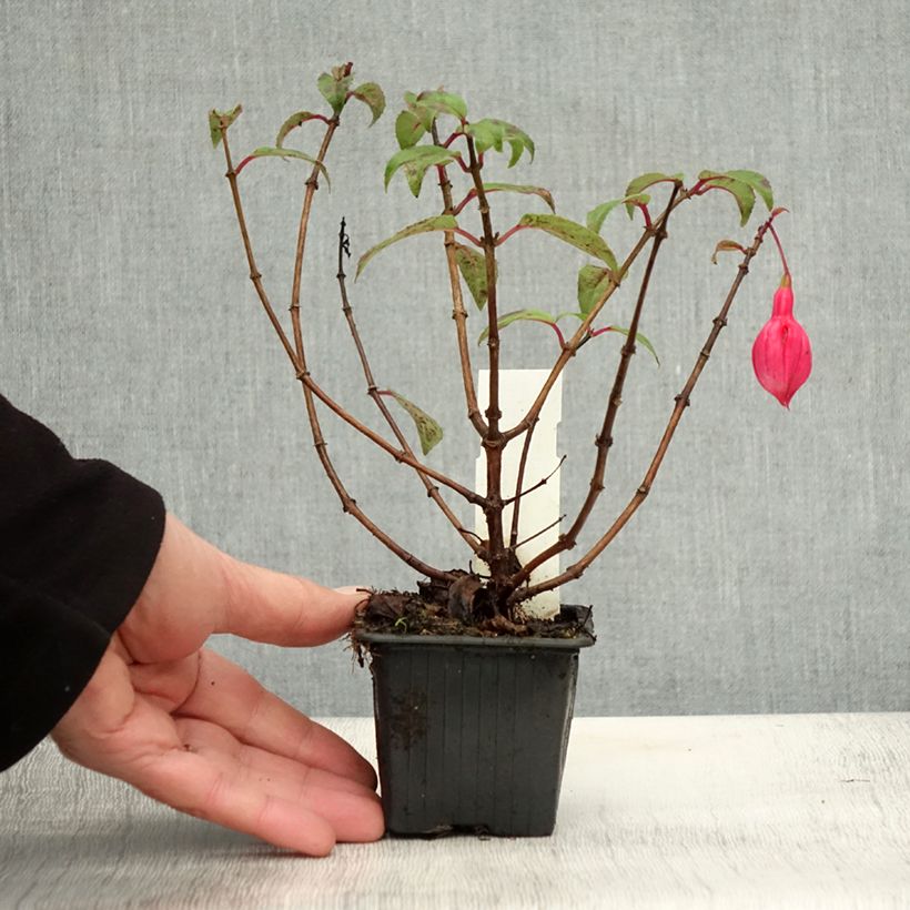 Example of Fuchsia Bernadette Kleine Töpfe von 8/9 cm as you get in automne