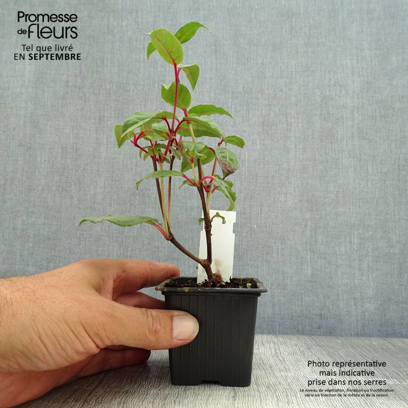 Example of Fuchsia Black Princess Kleine Töpfe von 8/9 cm as you get in automne