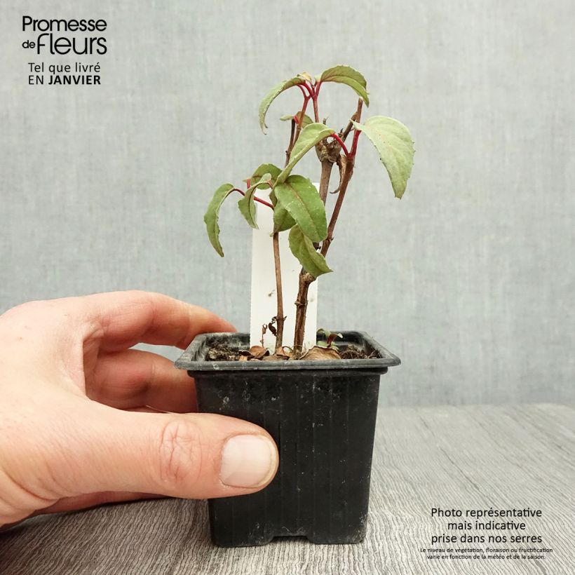 Exemplar von Fuchsia Black Princess Kleine Töpfe von 8/9 cm wie im Winter geliefert