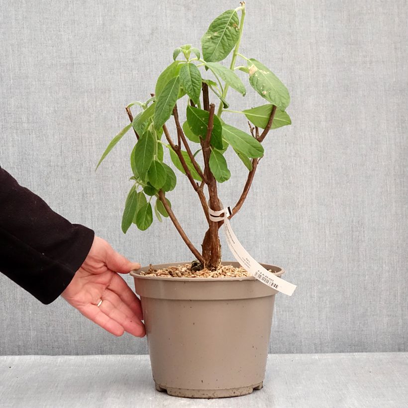 Exemplar von Fuchsia boliviana Alba Topf mit 4L/5L wie im Winter geliefert