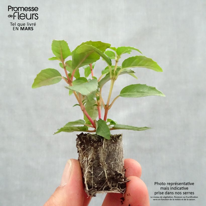 Example of Fuchsia Paula Jane Mini-Plug Ø 3/4 cm as you get in printemps