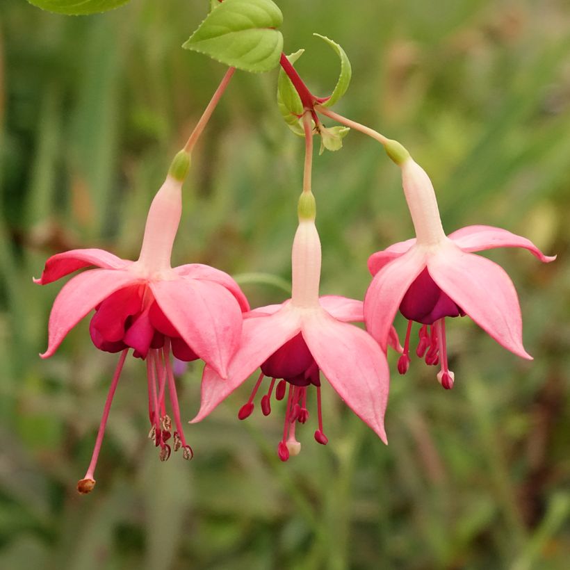 Fuchsia Paula Jane (Blüte)