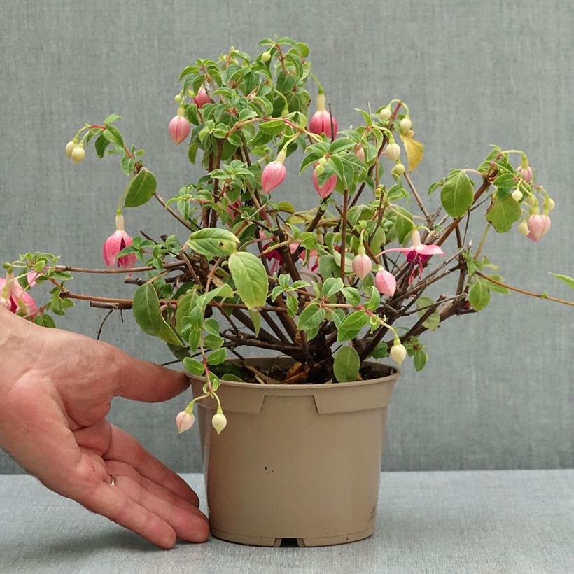 Exemplar von Fuchsia Paula Jane Topf 12 cm / 13 cm wie im Sommer geliefert