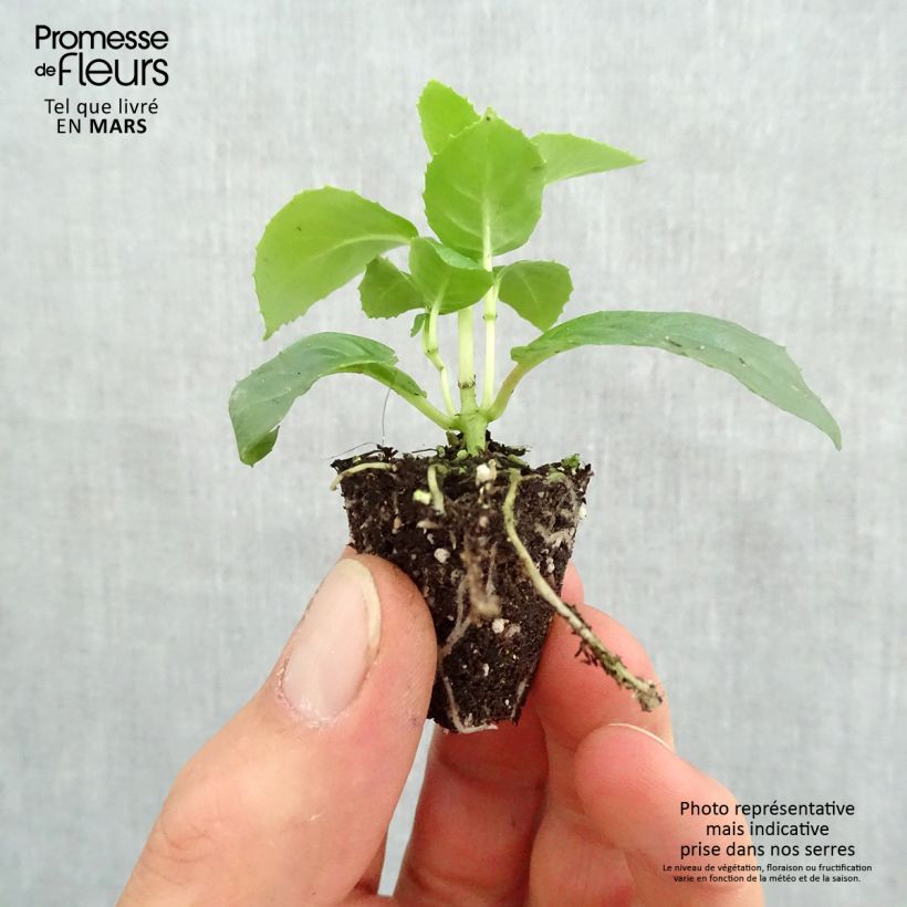 Example of Fuchsia Celia Smedley Mini-Plug Ø 3/4 cm as you get in printemps