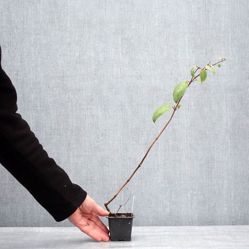 Exemplar von Fuchsia Chantilly Kleine Töpfe von 8/9 cm wie im Winter geliefert