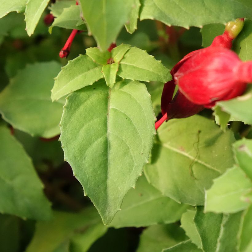 Fuchsia Chilli Red (Foliage)