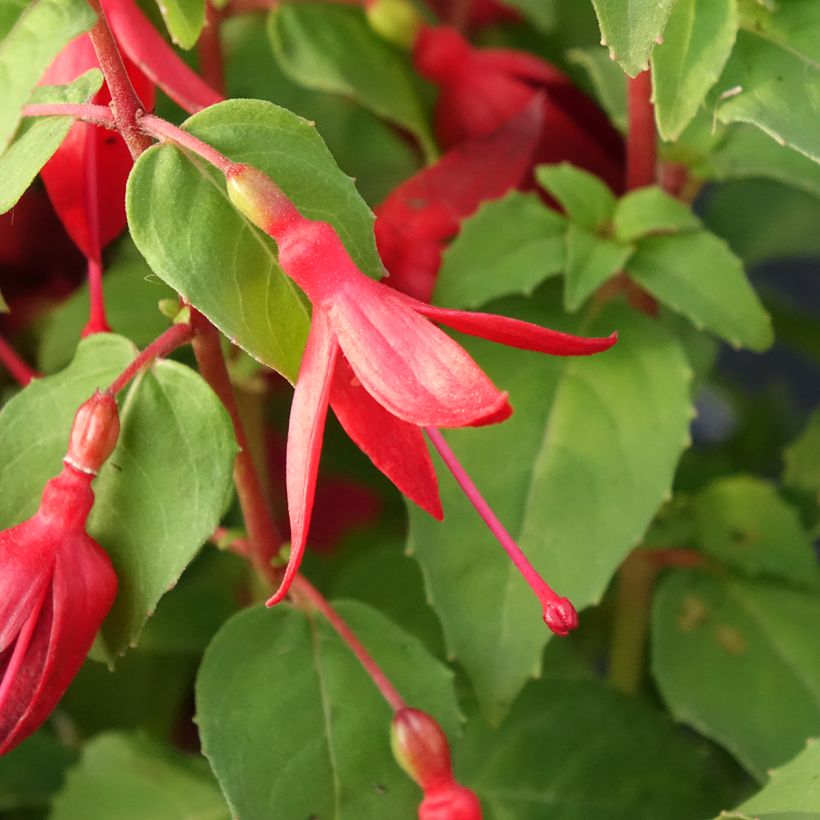Fuchsia Chilli Red (Flowering)