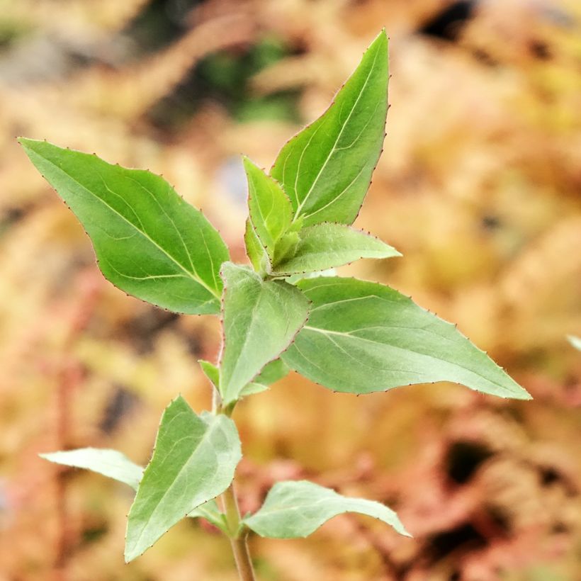 Epilobium canum subsp. angustifolium Dublin - Kolibritrompete (Laub)