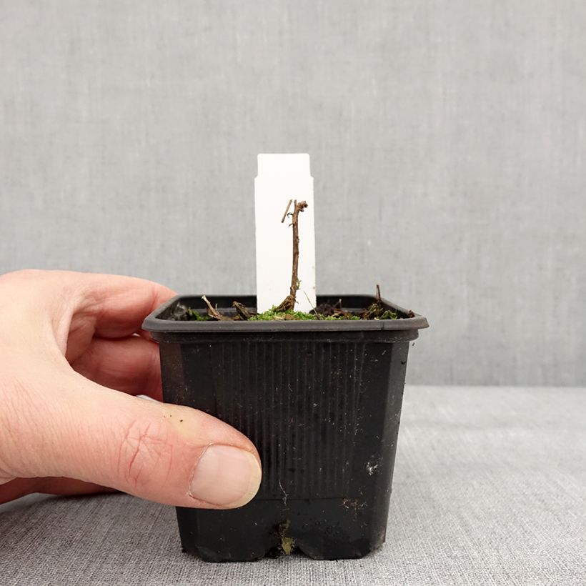 Example of Epilobium canum subsp. angustifolium Dublin - Kolibritrompete Kleine Töpfe von 8/9 cm as you get in hiver