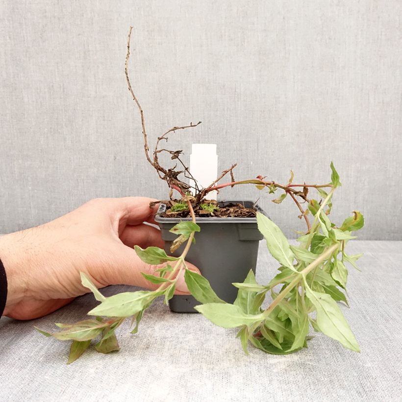 Exemplar von Epilobium canum subsp. angustifolium Dublin - Kolibritrompete Kleine Töpfe von 8/9 cm wie im Frühjahr geliefert