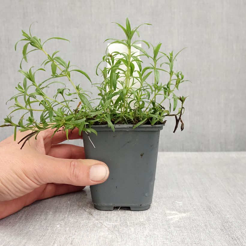 Exemplar von Zauschneria californica - Kolibritrompete Kleine Töpfe von 8/9 cm wie im Herbst geliefert