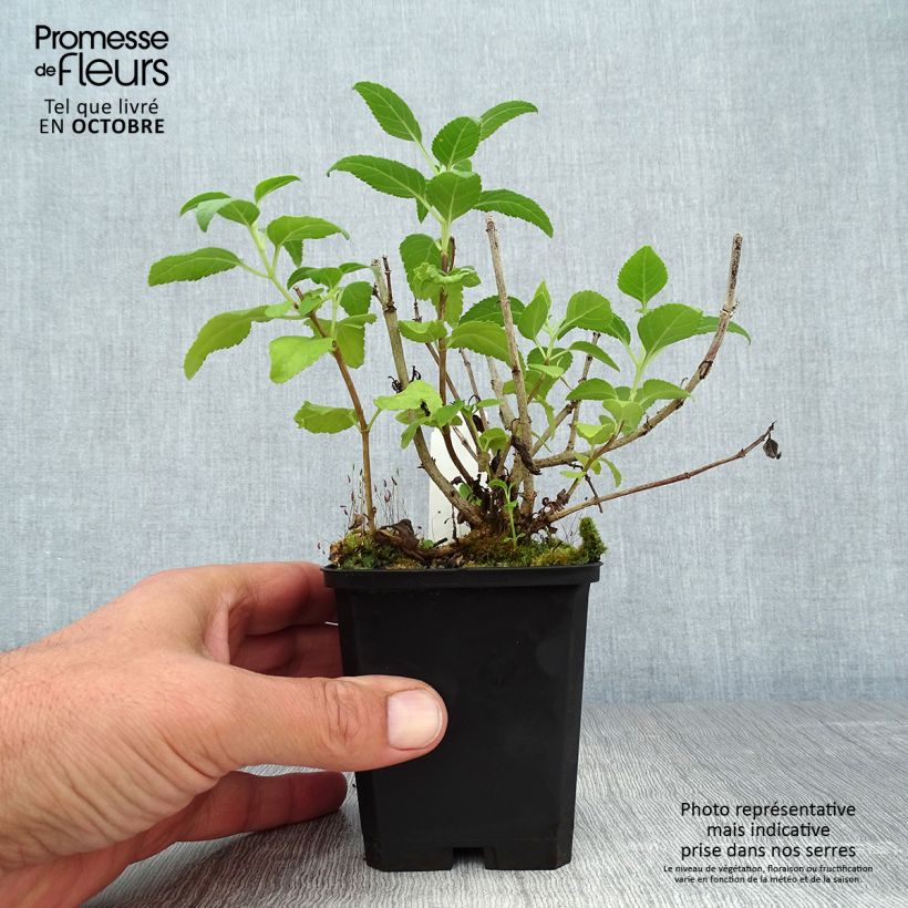Example of Kapfuchsie Moonraker - Phygelius rectus Kleine Töpfe von 8/9 cm as you get in automne