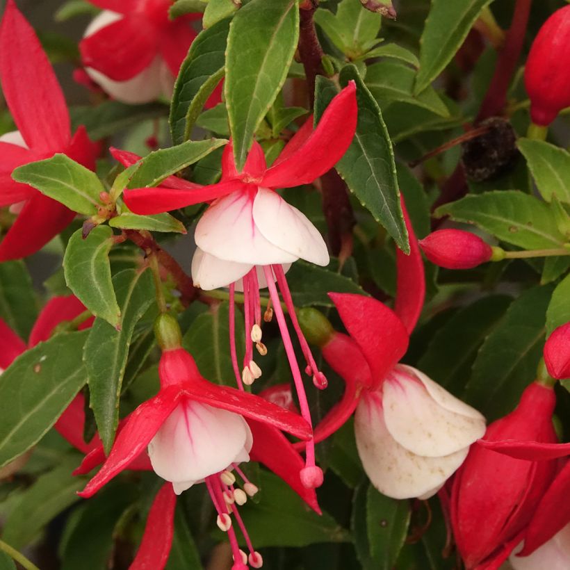 Fuchsia Ernie (Blüte)