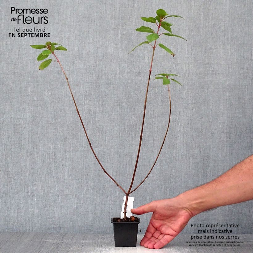Example of Fuchsia First Success Kleine Töpfe von 8/9 cm as you get in automne