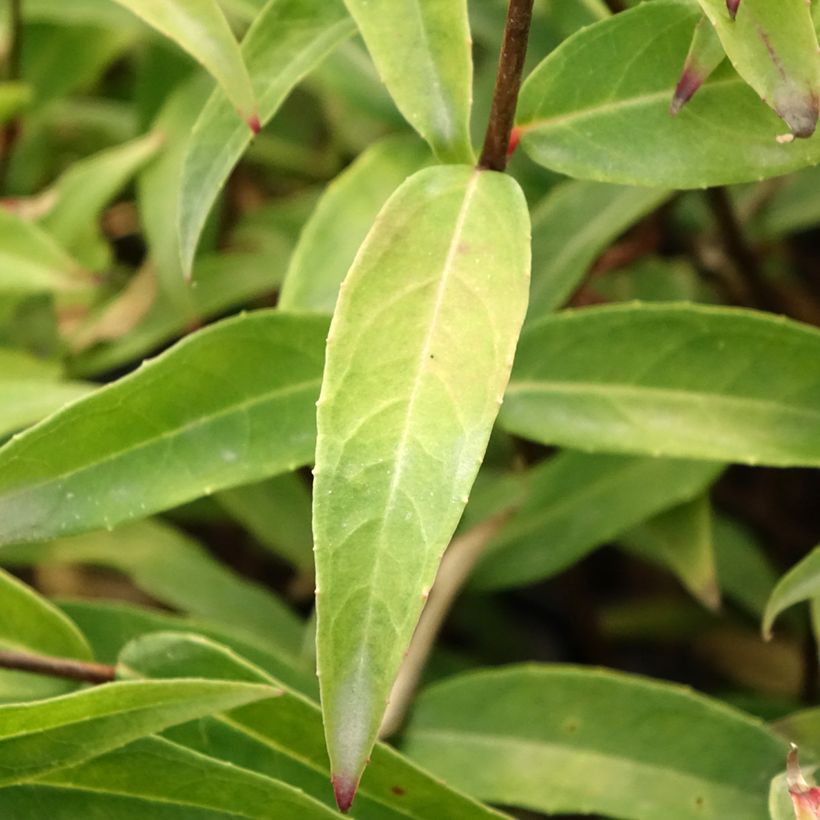 Fuchsia hatschbachii (Laub)