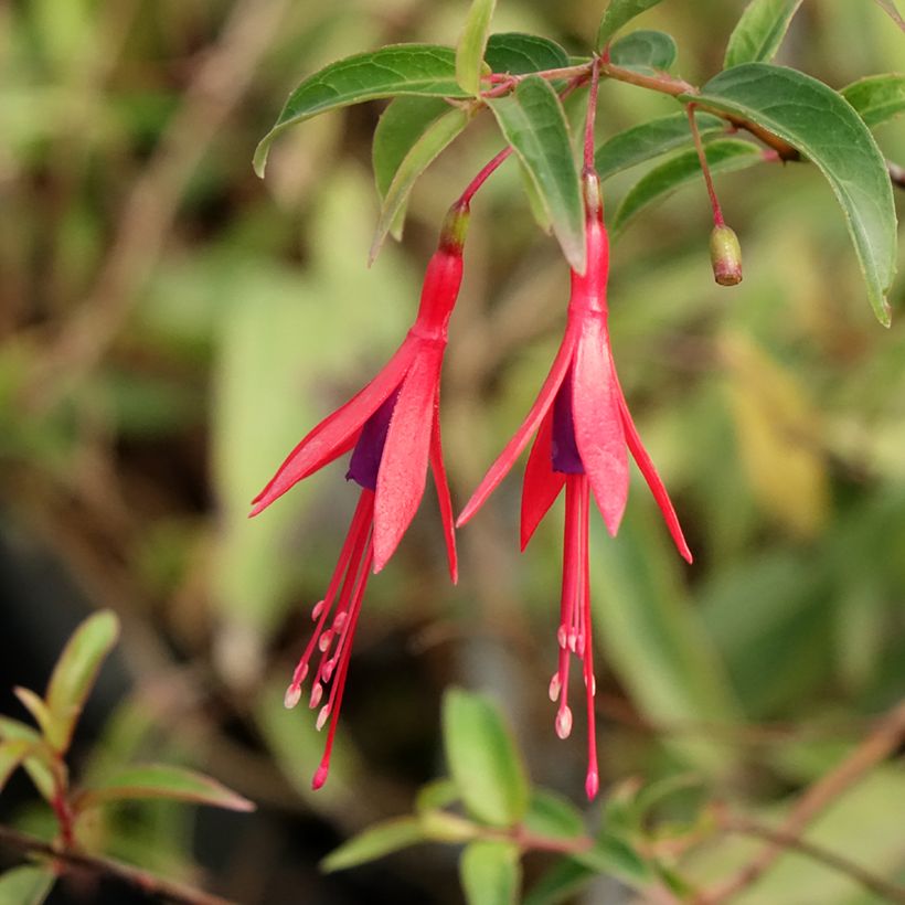 Fuchsia hatschbachii (Blüte)
