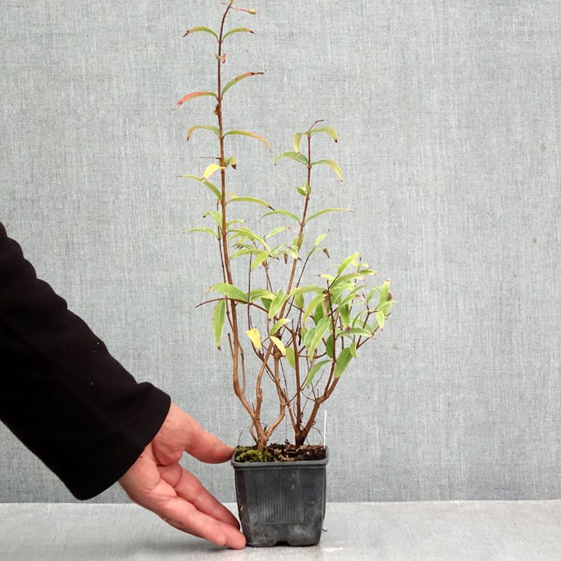 Exemplar von Fuchsia hatschbachii Kleine Töpfe von 8/9 cm wie im Herbst geliefert