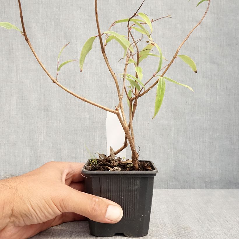 Exemplar von Fuchsia hatschbachii Kleine Töpfe von 8/9 cm wie im Sommer geliefert