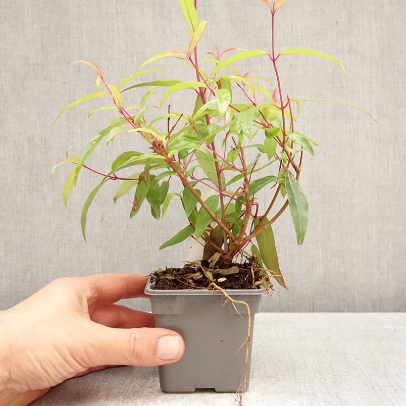 Exemplar von Fuchsia hatschbachii Kleine Töpfe von 8/9 cm wie im Frühjahr geliefert