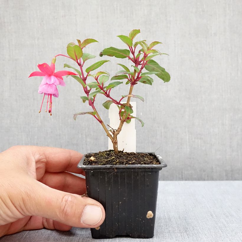 Example of Fuchsia Heidi Ann Kleine Töpfe von 8/9 cm as you get in ete