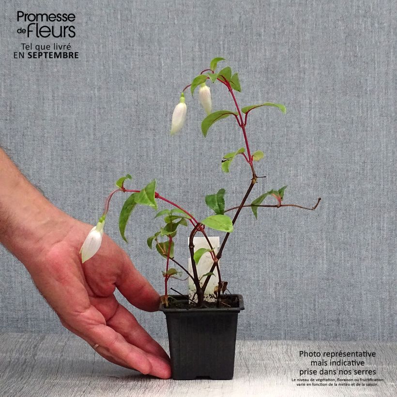 Example of Fuchsia Illusion Kleine Töpfe von 8/9 cm as you get in automne