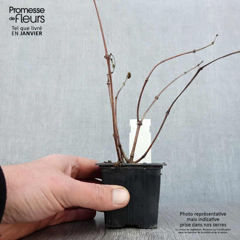 Exemplar von Fuchsia Illusion Kleine Töpfe von 8/9 cm wie im Winter geliefert