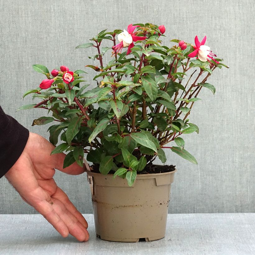 Exemplar von Fuchsia Jollies Madiran Pot de 12 cm / 13 cm wie im Frühjahr geliefert