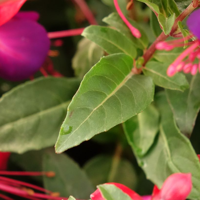 Fuchsia Jollies Nantes (Laub)