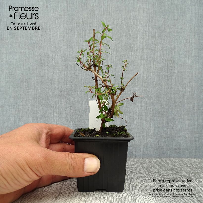 Example of Fuchsia magellanica Arauco - Scharlach-Fuchsie Kleine Töpfe von 8/9 cm as you get in automne