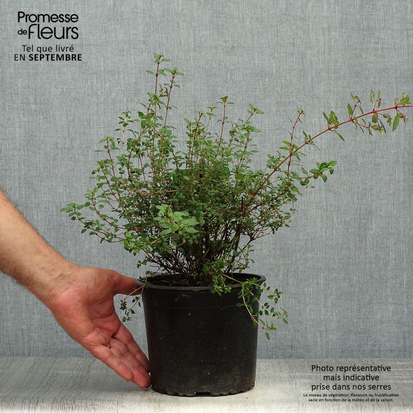Example of Fuchsia magellanica Arauco - Scharlach-Fuchsie Topf mit 1,5L/2L as you get in automne