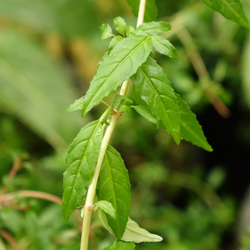 Fuchsia magellanica Arauco - Scharlach-Fuchsie (Foliage)